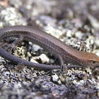 Lampropholis guichenoti