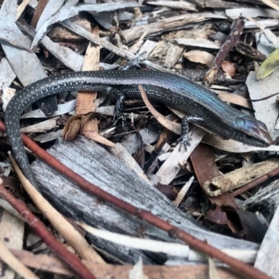 Lampropholis guichenoti