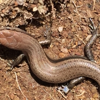 Lampropholis guichenoti