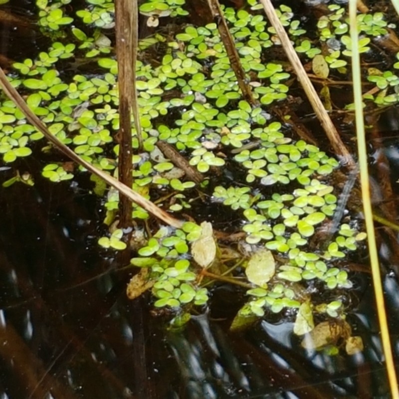 Landoltia punctata