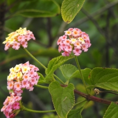 Lantana camara