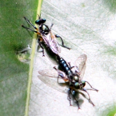 Laphria sp.