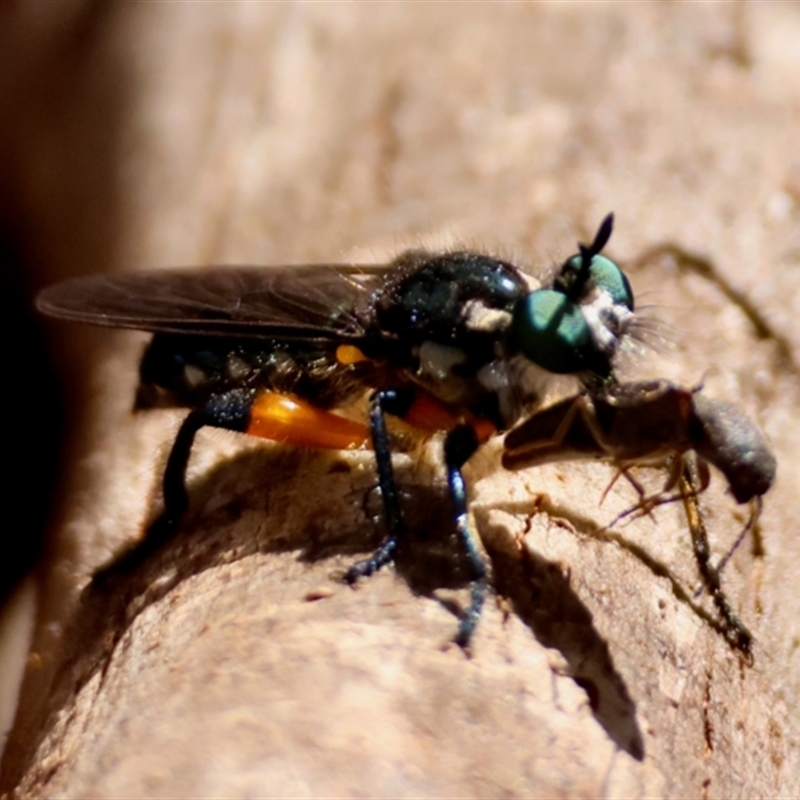 Laphria sp.