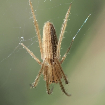 Larinia sp. (genus)