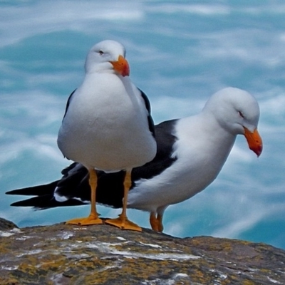 Larus pacificus