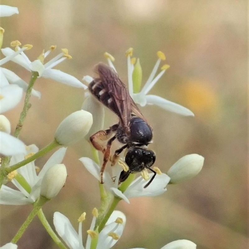 Lasioglossum (Australictus) tertium