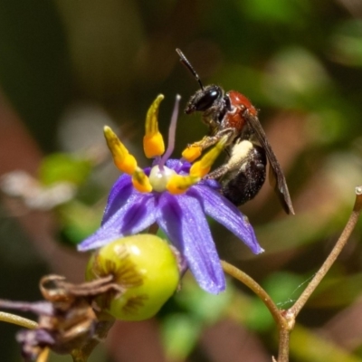 Lasioglossum (Callalictus) callomelittinum