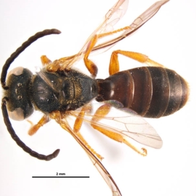 Lasioglossum (Chilalictus) bicingulatum