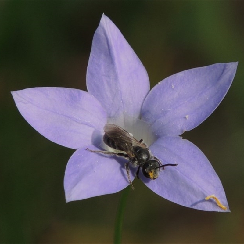 Lasioglossum (Chilalictus) brunnesetum