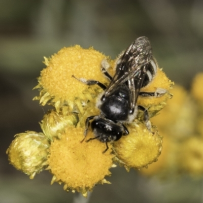 Lasioglossum (Chilalictus) clelandi