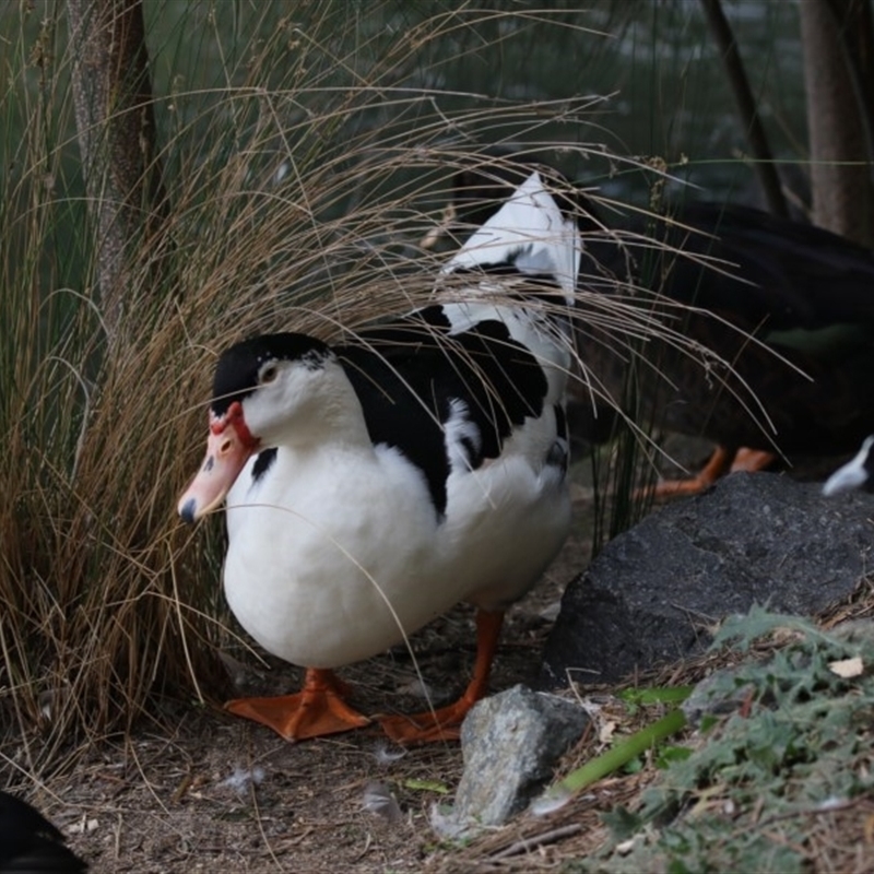 Anas platyrhynchos X Cairina moschata