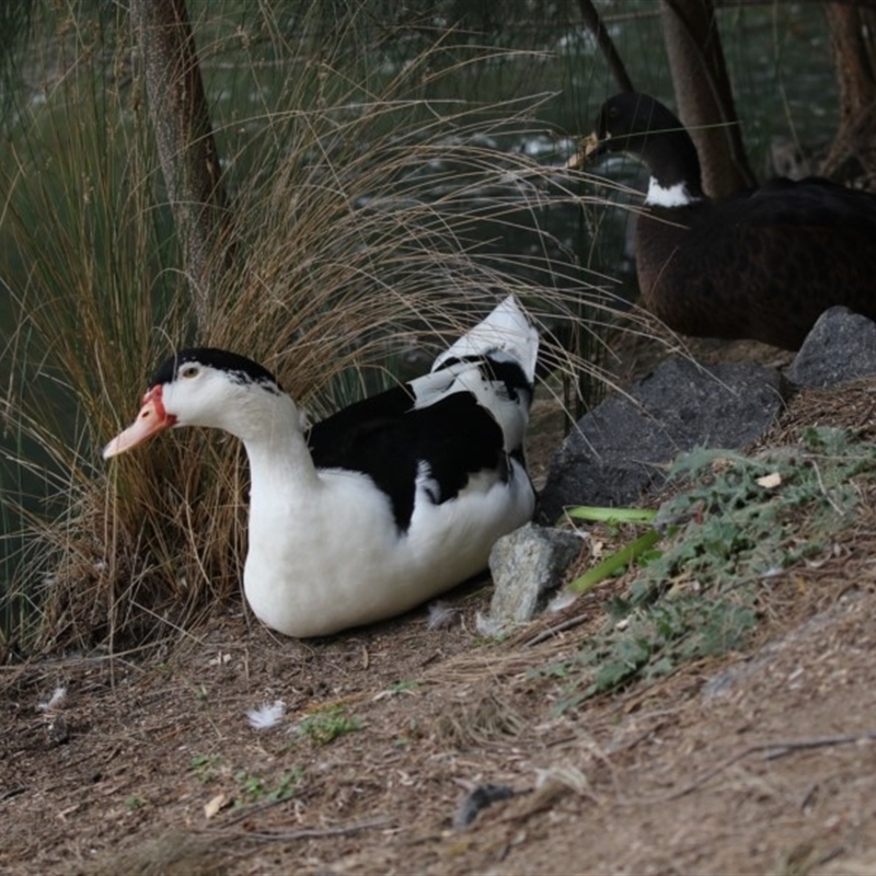 Anas platyrhynchos X Cairina moschata