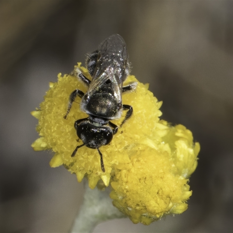 Lasioglossum (Chilalictus) cognatum