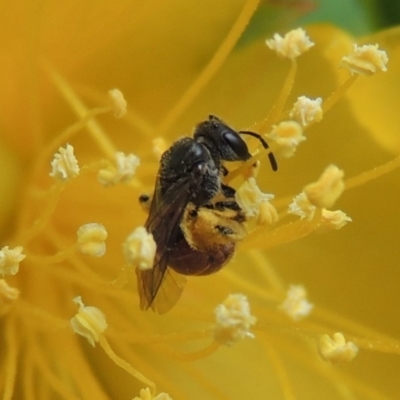 Lasioglossum (Chilalictus) hemichalceum