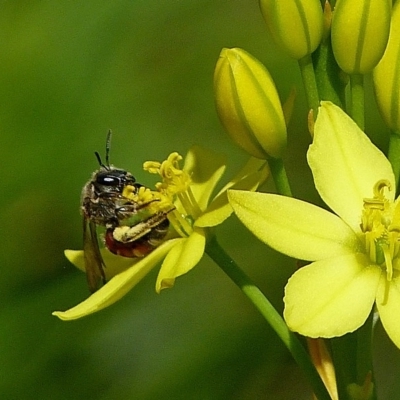 Lasioglossum (Parasphecodes) hiltacum