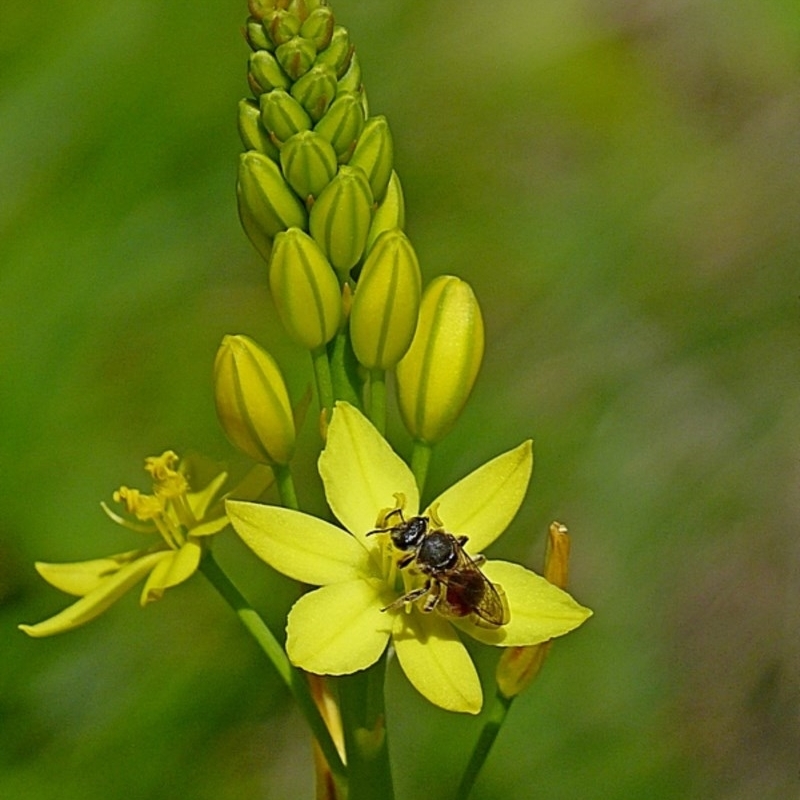 Lasioglossum (Parasphecodes) hiltacum