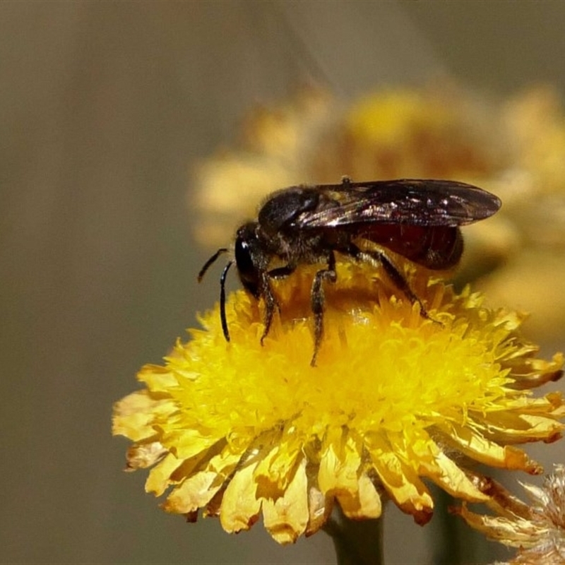 Lasioglossum (Parasphecodes) lacthium