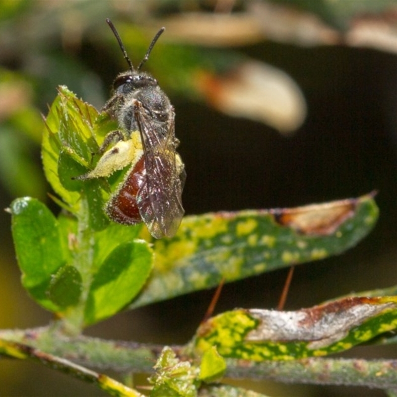 Lasioglossum (Parasphecodes) sp. (genus & subgenus)