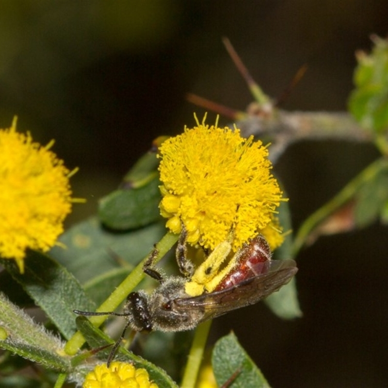 Lasioglossum (Parasphecodes) sp. (genus & subgenus)