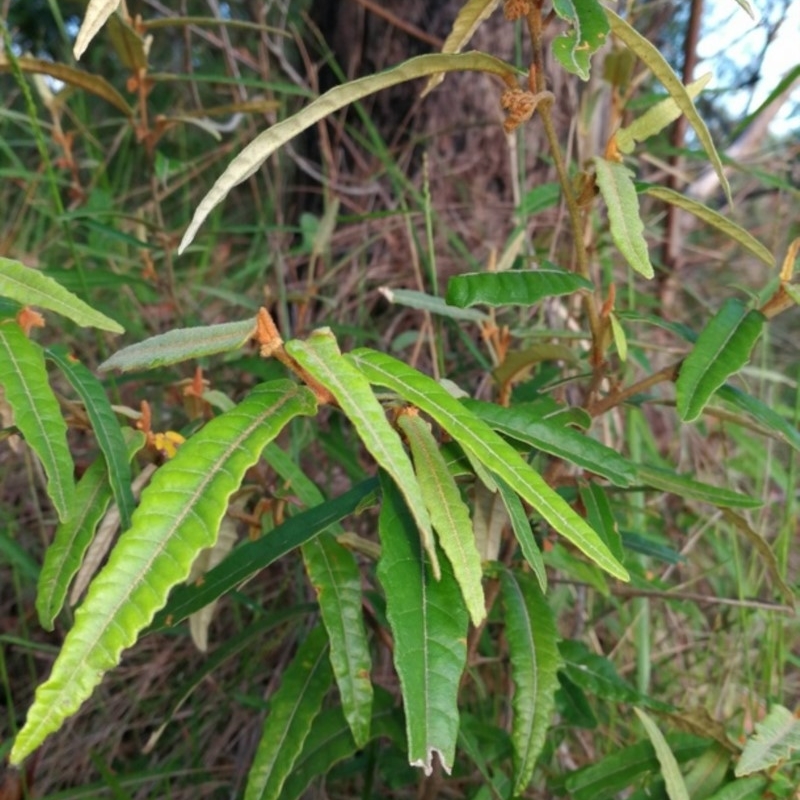 Lasiopetalum ferrugineum