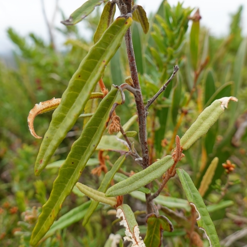 Lasiopetalum ferrugineum