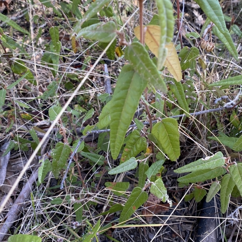 Lasiopetalum ferrugineum var. cordatum