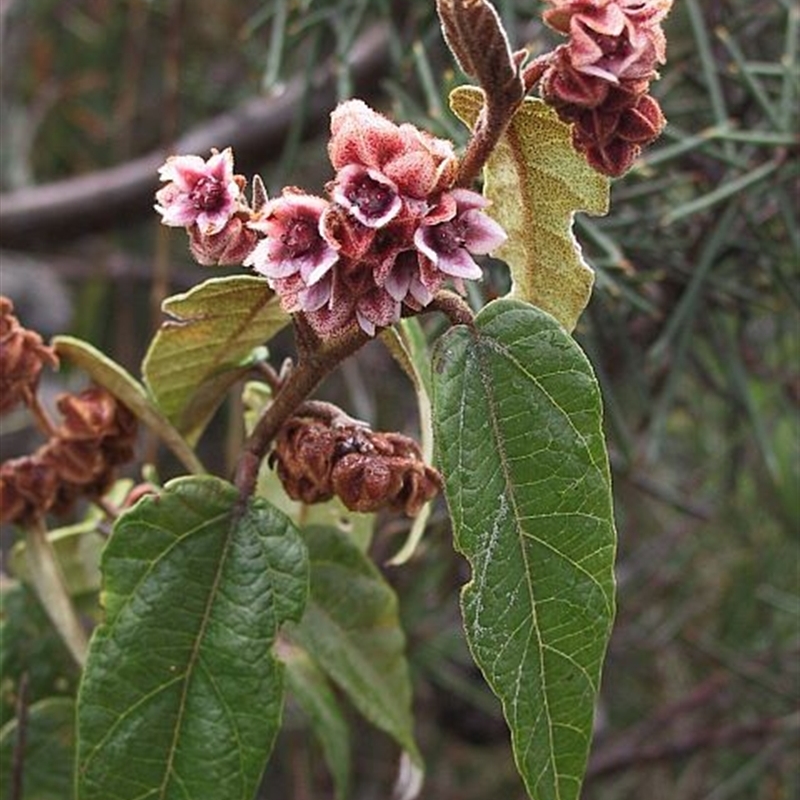 Lasiopetalum macrophyllum