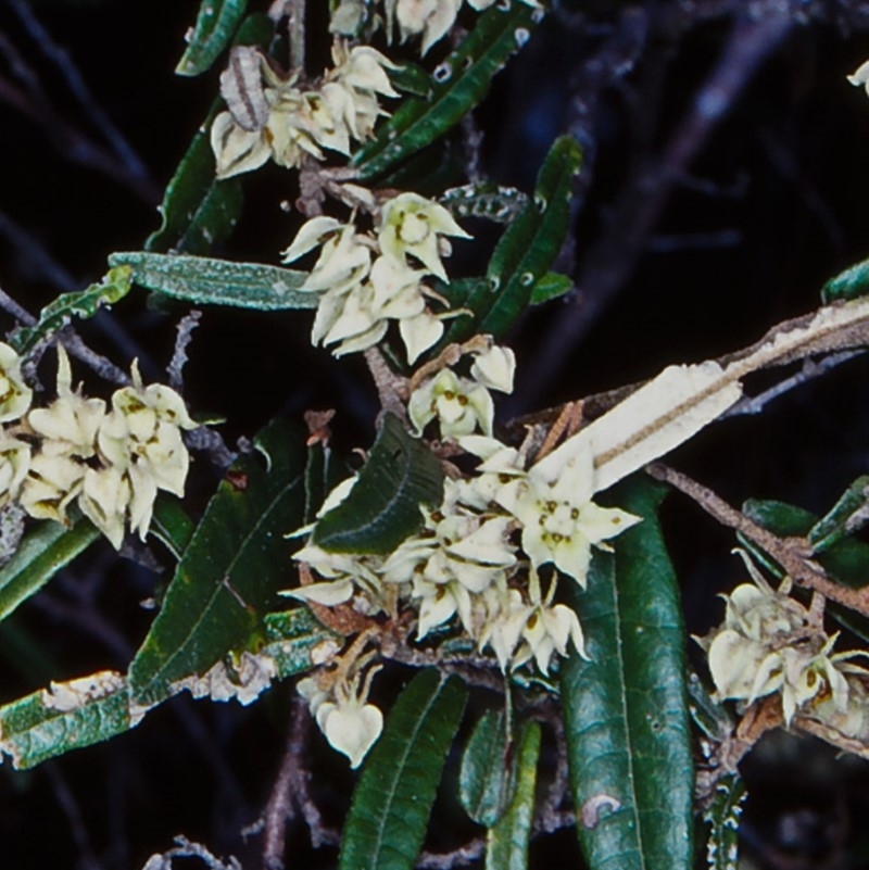 Lasiopetalum parviflorum