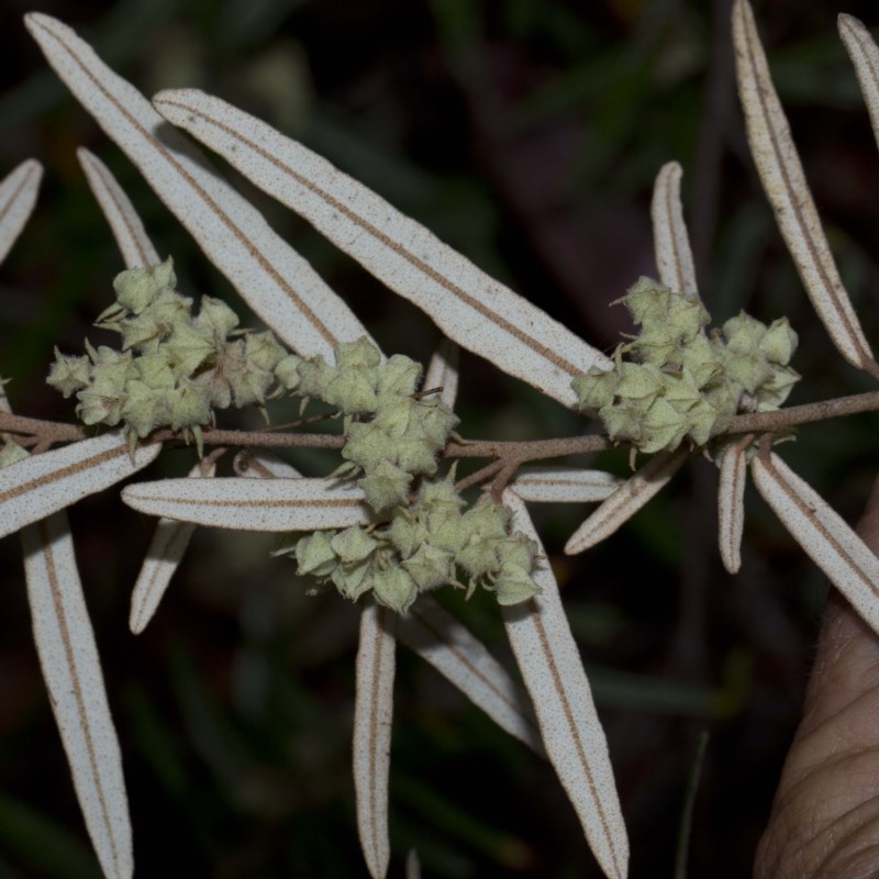 Lasiopetalum parviflorum