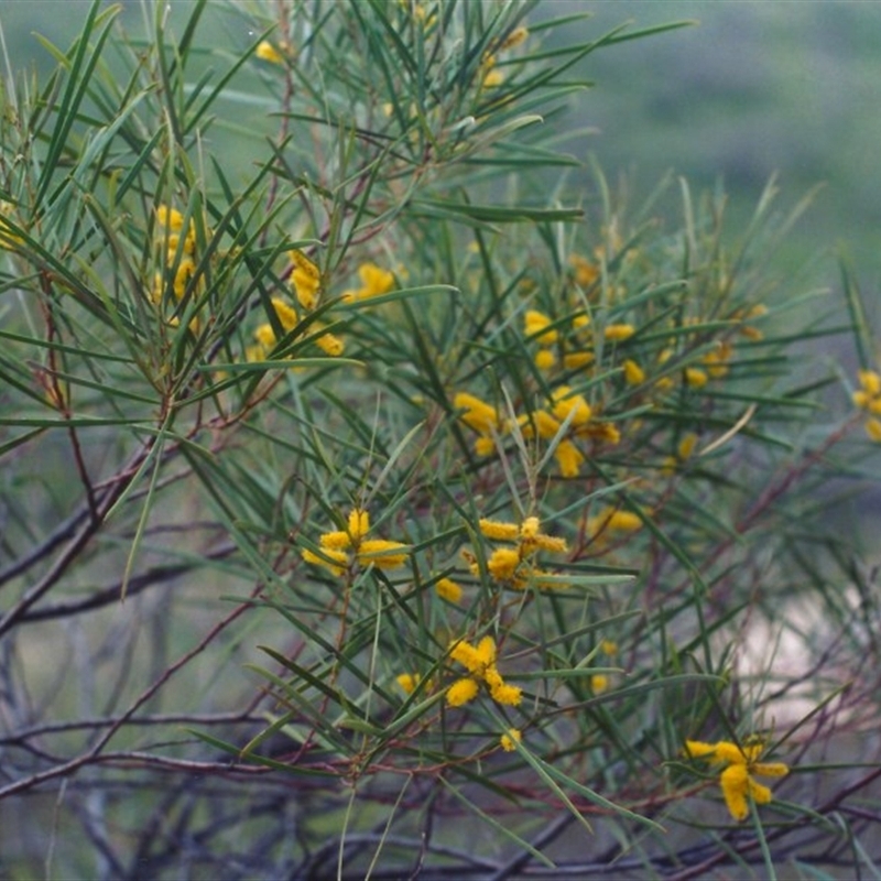 Acacia doratoxylon