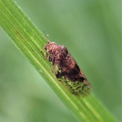 Lasiopsylla sp. (genus)