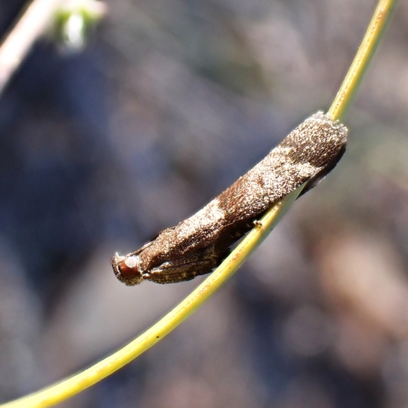 Lasiosticha opimella