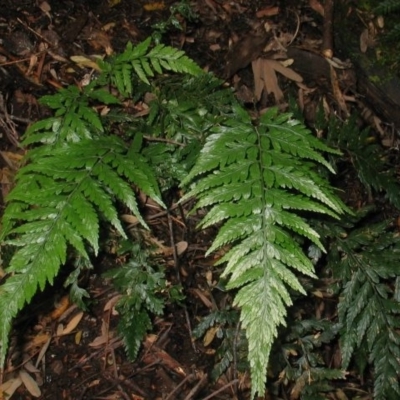 Lastreopsis decomposita