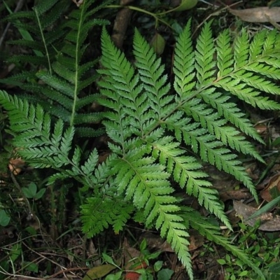 Lastreopsis microsora