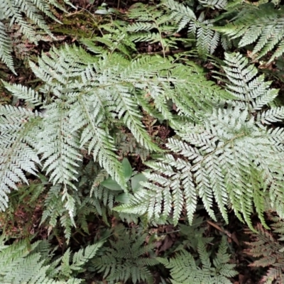 Lastreopsis microsora