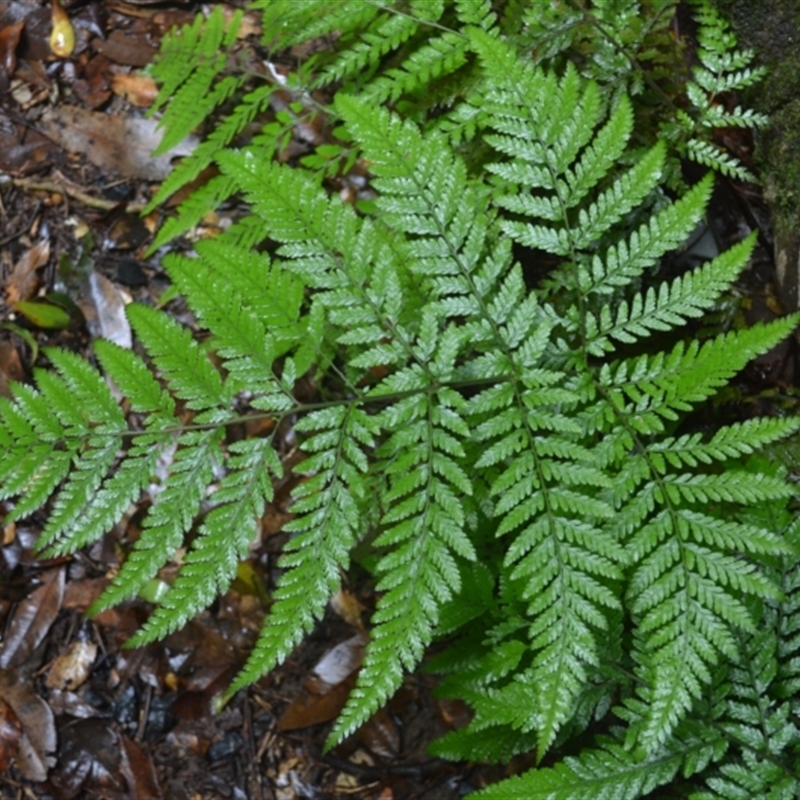 Lastreopsis microsora subsp. microsora