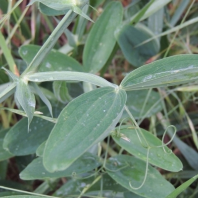 Lathyrus latifolius