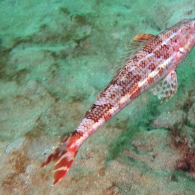 Latropiscis purpurissatus