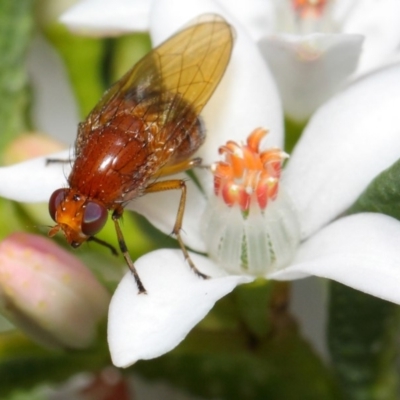 Lauxaniidae (family)