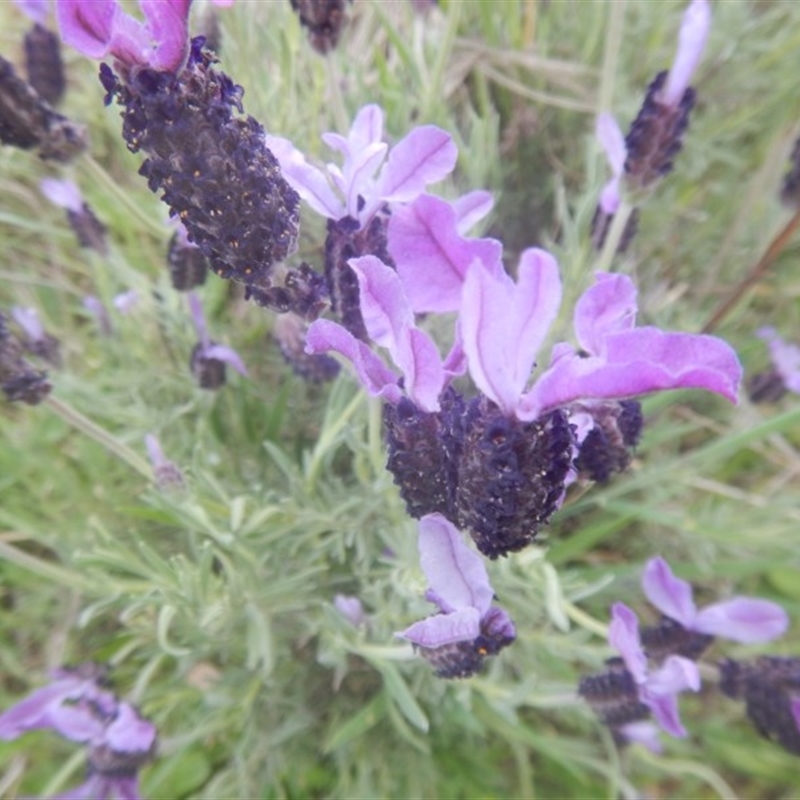 Leaves and flowers at end of stems