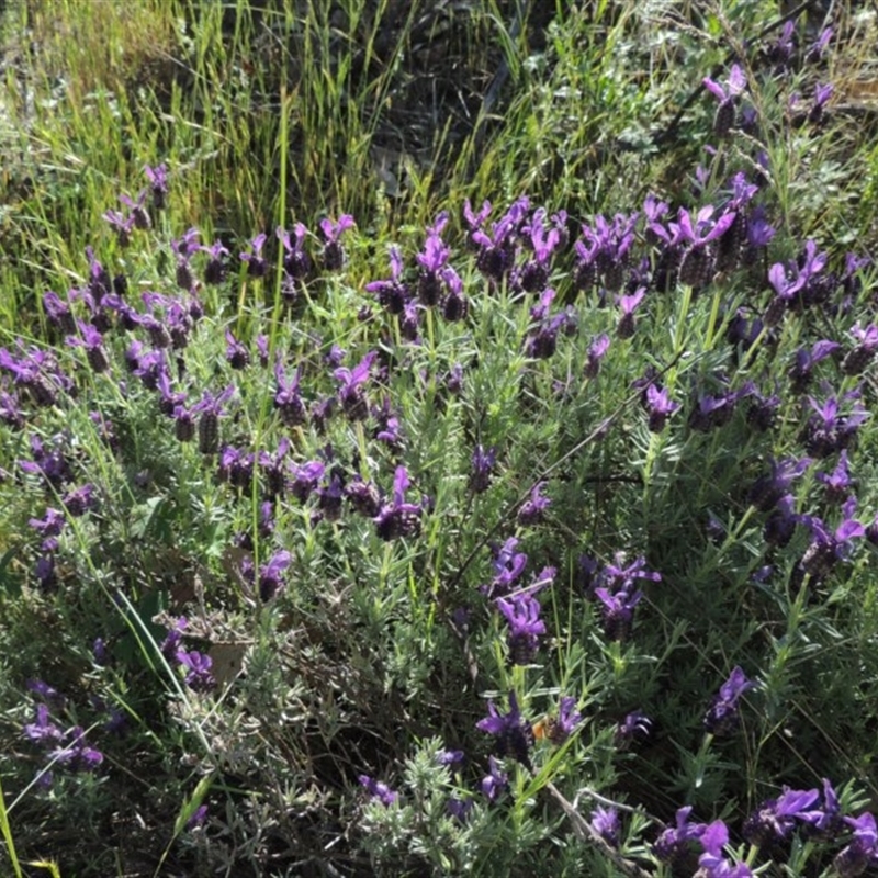 Lavandula stoechas