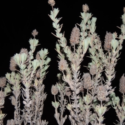 Dried and browned-off seed-head