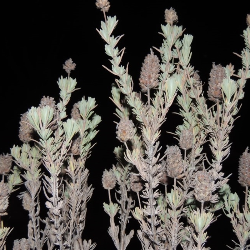 Dried and browned-off seed-head