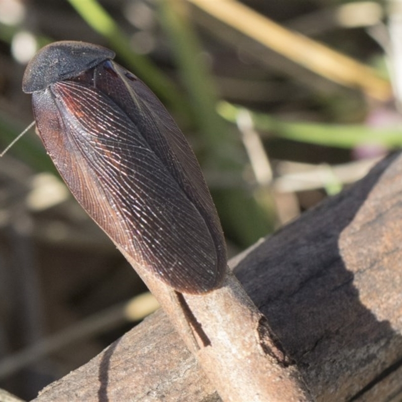 Laxta sp. (genus)