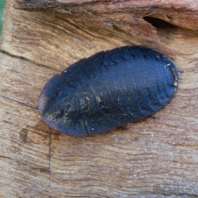 Laxta sp. (genus)