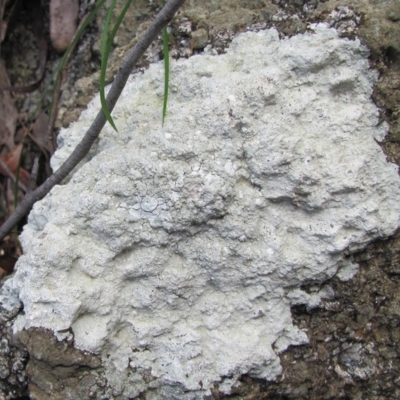 Lecanora farinacea