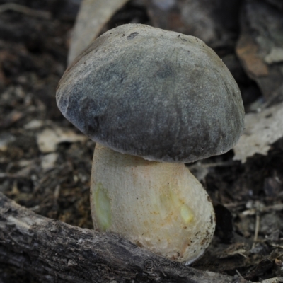 Leccinum sp.