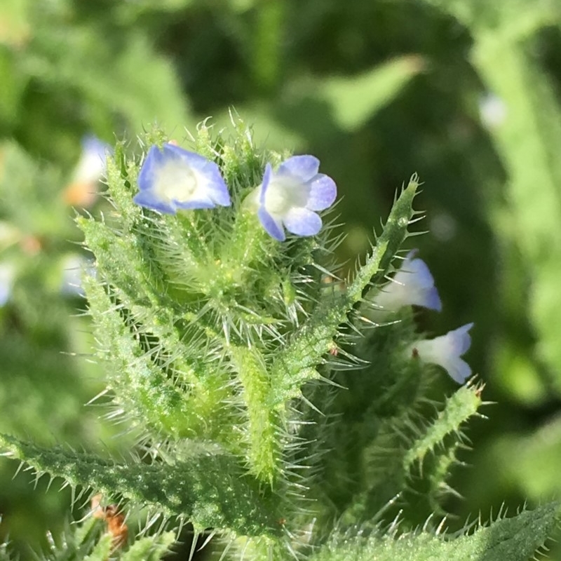 Anchusa arvensis