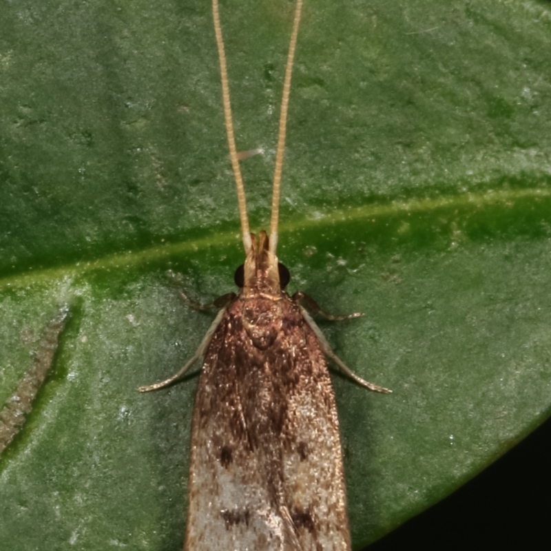 Lecithocera (genus)