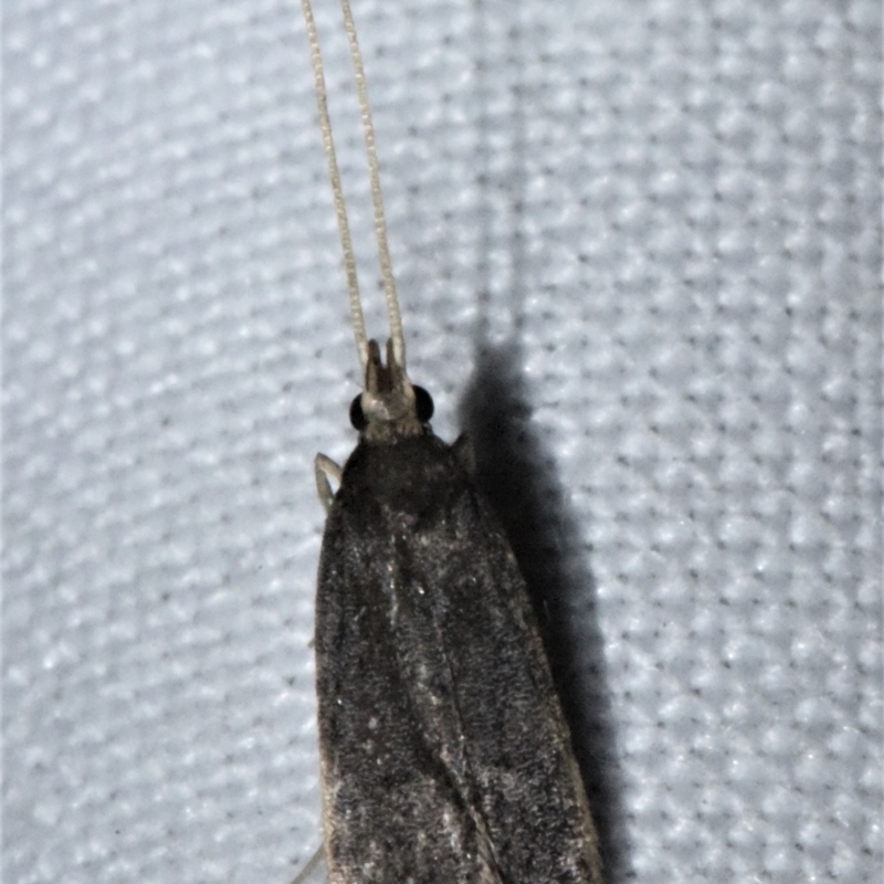 Lecithocera imprudens